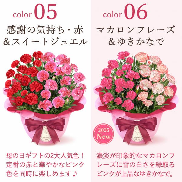 2色植えカーネーション(5号)＆ミニバウムクーヘン 母の日 プレゼント 花 生花 ギフト カーネーション 選べる 2色 8種 鉢植え 寄せ植え 鉢花 花鉢 希少 バウムクーヘン 苺 送料無料 スイーツ お菓子 洋菓子 ギフトセット