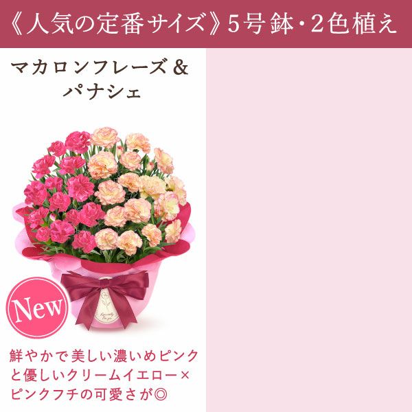 2色植えカーネーション(5号)＆ミニバウムクーヘン 母の日 プレゼント 花 生花 ギフト カーネーション 選べる 2色 8種 鉢植え 寄せ植え 鉢花 花鉢 希少 バウムクーヘン 苺 送料無料 スイーツ お菓子 洋菓子 ギフトセット