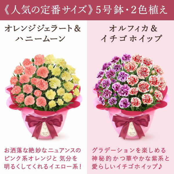 2色植えカーネーション(5号)＆ミニバウムクーヘン 母の日 プレゼント 花 生花 ギフト カーネーション 選べる 2色 8種 鉢植え 寄せ植え 鉢花 花鉢 希少 バウムクーヘン 苺 送料無料 スイーツ お菓子 洋菓子 ギフトセット