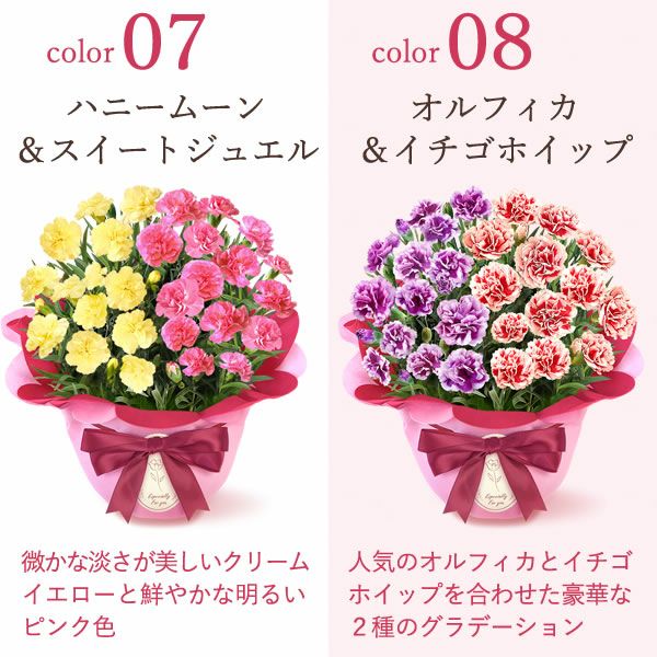 2色植えカーネーション(5号)＆ミニバウムクーヘン 母の日 プレゼント 花 生花 ギフト カーネーション 選べる 2色 8種 鉢植え 寄せ植え 鉢花 花鉢 希少 バウムクーヘン 苺 送料無料 スイーツ お菓子 洋菓子 ギフトセット