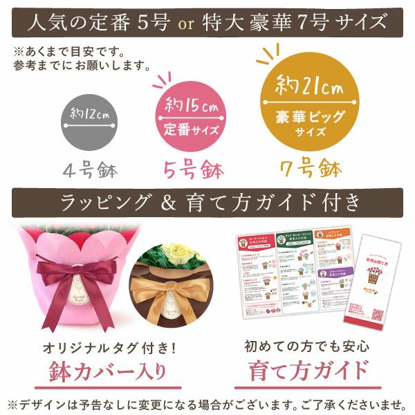 2色植えカーネーション(5号)＆ミニバウムクーヘン 母の日 プレゼント 花 生花 ギフト カーネーション 選べる 2色 8種 鉢植え 寄せ植え 鉢花 花鉢 希少 バウムクーヘン 苺 送料無料 スイーツ お菓子 洋菓子 ギフトセット