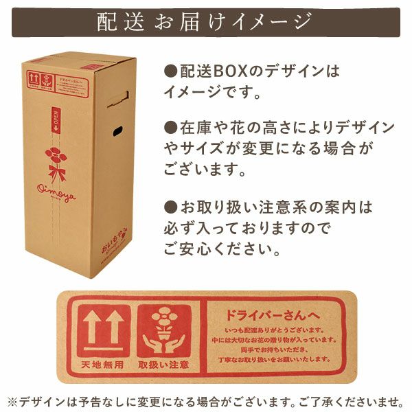 2色植えカーネーション(5号)＆ミニバウムクーヘン 母の日 プレゼント 花 生花 ギフト カーネーション 選べる 2色 8種 鉢植え 寄せ植え 鉢花 花鉢 希少 バウムクーヘン 苺 送料無料 スイーツ お菓子 洋菓子 ギフトセット