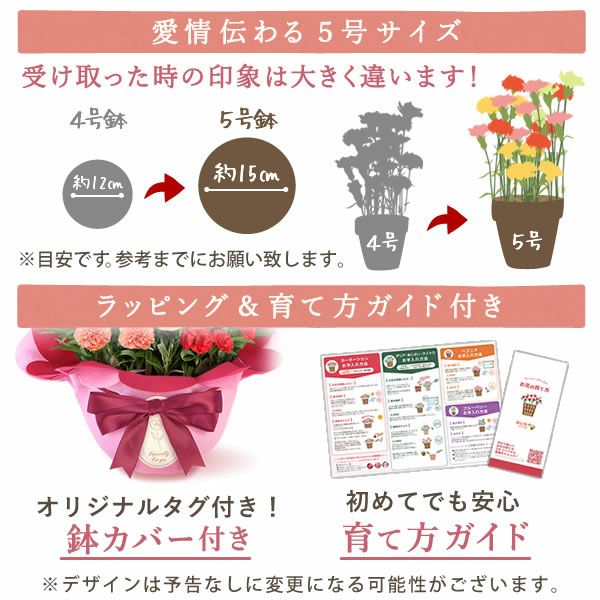 2色植えカーネーション(5号)＆ミニバウムクーヘン 母の日 プレゼント 花 生花 ギフト カーネーション 選べる 2色 8種 鉢植え 寄せ植え 鉢花 花鉢 希少 バウムクーヘン 苺 送料無料 スイーツ お菓子 洋菓子 ギフトセット