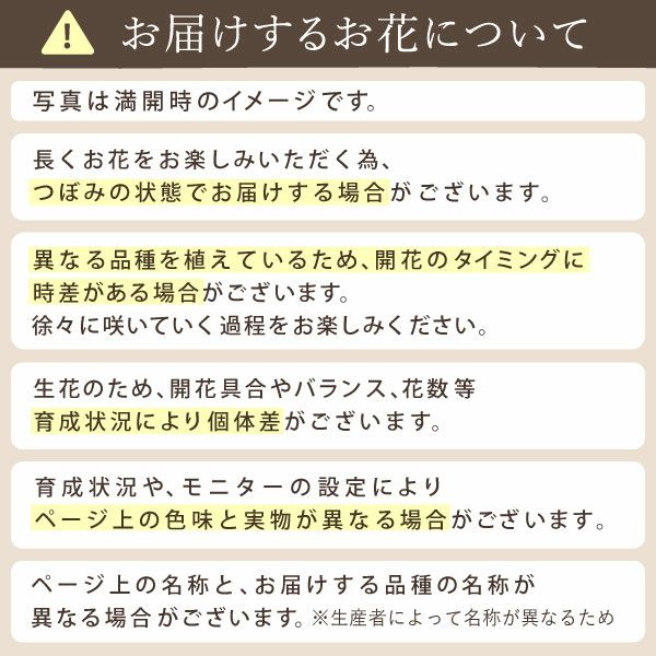 2色植えカーネーション(5号)＆ミニバウムクーヘン 母の日 プレゼント 花 生花 ギフト カーネーション 選べる 2色 8種 鉢植え 寄せ植え 鉢花 花鉢 希少 バウムクーヘン 苺 送料無料 スイーツ お菓子 洋菓子 ギフトセット
