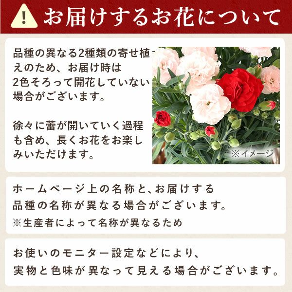 2色植えカーネーション(5号)＆ミニバウムクーヘン 母の日 プレゼント 花 生花 ギフト カーネーション 選べる 2色 8種 鉢植え 寄せ植え 鉢花 花鉢 希少 バウムクーヘン 苺 送料無料 スイーツ お菓子 洋菓子 ギフトセット