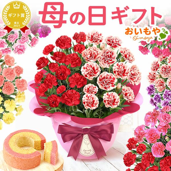 2色植えカーネーション(5号)＆ミニバウムクーヘン 母の日 プレゼント 花 生花 ギフト カーネーション 選べる 2色 8種 鉢植え 寄せ植え 鉢花 花鉢 希少 バウムクーヘン 苺 送料無料 スイーツ お菓子 洋菓子 ギフトセット