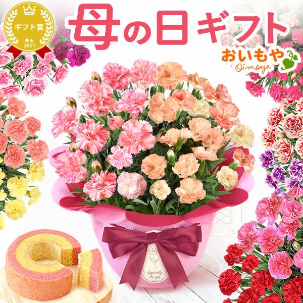 2色植えカーネーション(5号)＆ミニバウムクーヘン 母の日 プレゼント 花 生花 ギフト カーネーション 選べる 2色 8種 鉢植え 寄せ植え 鉢花 花鉢 希少 バウムクーヘン 苺 送料無料 スイーツ お菓子 洋菓子 ギフトセット