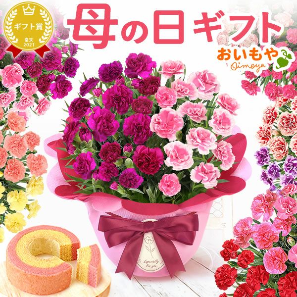 2色植えカーネーション(5号)＆ミニバウムクーヘン 母の日 プレゼント 花 生花 ギフト カーネーション 選べる 2色 8種 鉢植え 寄せ植え 鉢花 花鉢 希少 バウムクーヘン 苺 送料無料 スイーツ お菓子 洋菓子 ギフトセット