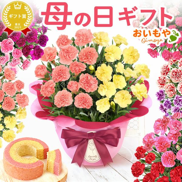 2色植えカーネーション(5号)＆ミニバウムクーヘン 母の日 プレゼント 花 生花 ギフト カーネーション 選べる 2色 8種 鉢植え 寄せ植え 鉢花 花鉢 希少 バウムクーヘン 苺 送料無料 スイーツ お菓子 洋菓子 ギフトセット