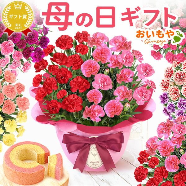 2色植えカーネーション(5号)＆ミニバウムクーヘン 母の日 プレゼント 花 生花 ギフト カーネーション 選べる 2色 8種 鉢植え 寄せ植え 鉢花 花鉢 希少 バウムクーヘン 苺 送料無料 スイーツ お菓子 洋菓子 ギフトセット