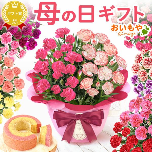 2色植えカーネーション(5号)＆ミニバウムクーヘン 母の日 プレゼント 花 生花 ギフト カーネーション 選べる 2色 8種 鉢植え 寄せ植え 鉢花 花鉢 希少 バウムクーヘン 苺 送料無料 スイーツ お菓子 洋菓子 ギフトセット