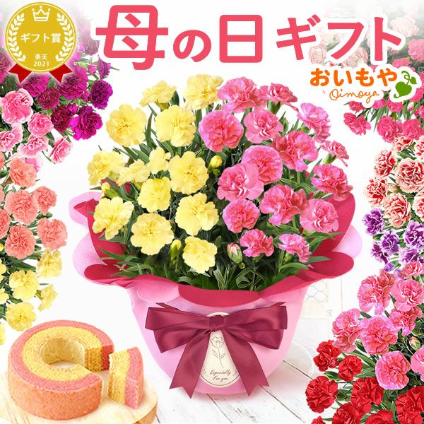 2色植えカーネーション(5号)＆ミニバウムクーヘン 母の日 プレゼント 花 生花 ギフト カーネーション 選べる 2色 8種 鉢植え 寄せ植え 鉢花 花鉢 希少 バウムクーヘン 苺 送料無料 スイーツ お菓子 洋菓子 ギフトセット