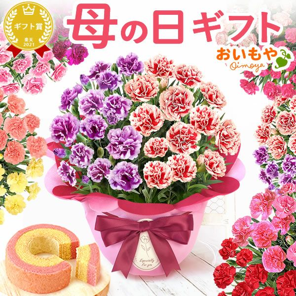 2色植えカーネーション(5号)＆ミニバウムクーヘン 母の日 プレゼント 花 生花 ギフト カーネーション 選べる 2色 8種 鉢植え 寄せ植え 鉢花 花鉢 希少 バウムクーヘン 苺 送料無料 スイーツ お菓子 洋菓子 ギフトセット