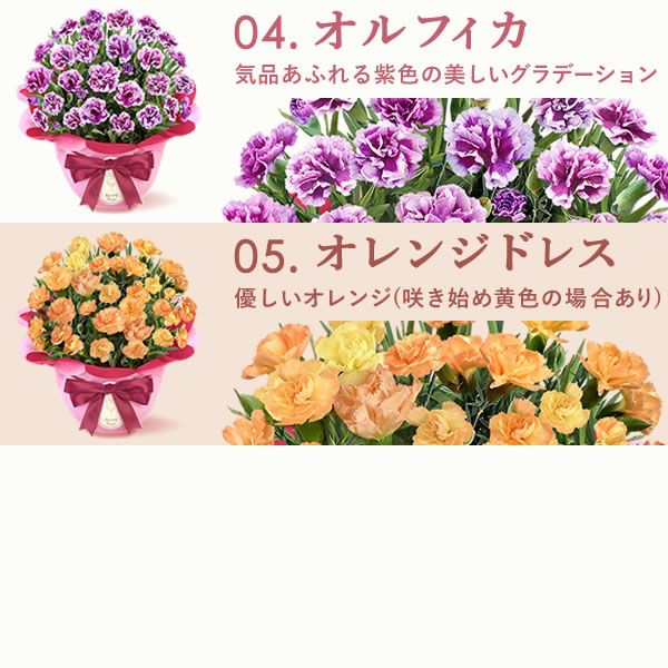 選べるカーネーション＆贅沢選べるスイーツセット 【母の日 プレゼント ははの日 花 生花 ギフト カーネーション あんみつ 羊羹 ようかん バウムクーヘン 干し芋 かりんとう まつば さつまいも 送料無料 スイーツ お菓子 和菓子 洋菓子 ギフトセット おいもや】