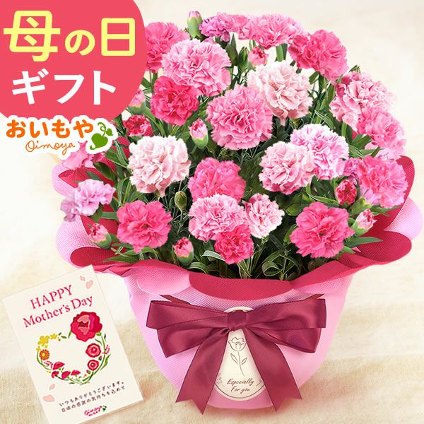 選べるカーネーション＆贅沢選べるスイーツセット 【母の日 プレゼント ははの日 花 生花 ギフト カーネーション あんみつ 羊羹 ようかん バウムクーヘン 干し芋 かりんとう まつば さつまいも 送料無料 スイーツ お菓子 和菓子 洋菓子 ギフトセット おいもや】