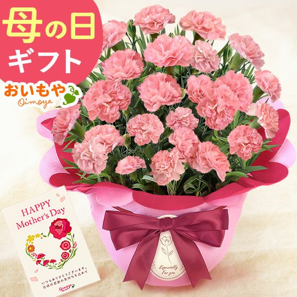 選べるカーネーション＆贅沢選べるスイーツセット 【母の日 プレゼント ははの日 花 生花 ギフト カーネーション あんみつ 羊羹 ようかん バウムクーヘン 干し芋 かりんとう まつば さつまいも 送料無料 スイーツ お菓子 和菓子 洋菓子 ギフトセット おいもや】