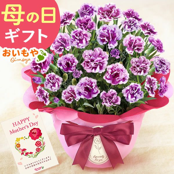 選べるカーネーション＆贅沢選べるスイーツセット 【母の日 プレゼント ははの日 花 生花 ギフト カーネーション あんみつ 羊羹 ようかん バウムクーヘン 干し芋 かりんとう まつば さつまいも 送料無料 スイーツ お菓子 和菓子 洋菓子 ギフトセット おいもや】