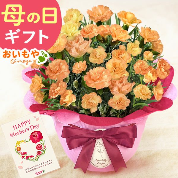 選べるカーネーション＆贅沢選べるスイーツセット 【母の日 プレゼント ははの日 花 生花 ギフト カーネーション あんみつ 羊羹 ようかん バウムクーヘン 干し芋 かりんとう まつば さつまいも 送料無料 スイーツ お菓子 和菓子 洋菓子 ギフトセット おいもや】