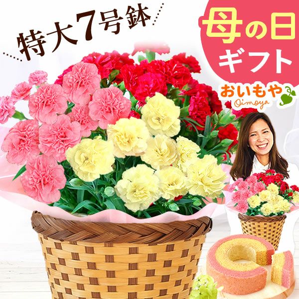 カーネーション 7号（3色ミックス）＆バウムクーヘン 母の日 プレゼント 花 生花 ギフト ミックス カラフル カーネーション 7号 特大 花鉢 寄せ植え 鉢植え 希少 ピンク 赤 黄色 色 バウムクーヘン 人気 ははの日 送料無料 スイーツ お菓子 洋菓子 ギフトセット おいもや