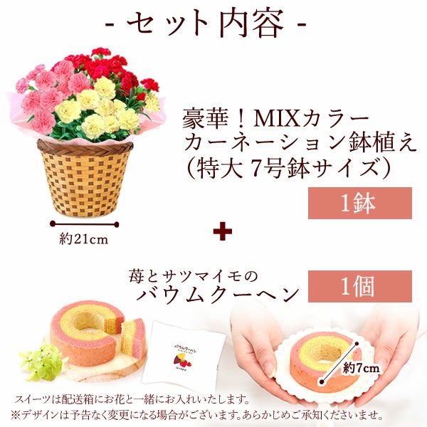カーネーション 7号（3色ミックス）＆バウムクーヘン 母の日 プレゼント 花 生花 ギフト ミックス カラフル カーネーション 7号 特大 花鉢 寄せ植え 鉢植え 希少 ピンク 赤 黄色 色 バウムクーヘン 人気 ははの日 送料無料 スイーツ お菓子 洋菓子 ギフトセット おいもや