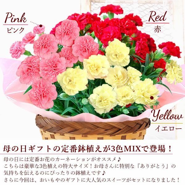 カーネーション 7号（3色ミックス）＆バウムクーヘン 母の日 プレゼント 花 生花 ギフト ミックス カラフル カーネーション 7号 特大 花鉢 寄せ植え 鉢植え 希少 ピンク 赤 黄色 色 バウムクーヘン 人気 ははの日 送料無料 スイーツ お菓子 洋菓子 ギフトセット おいもや