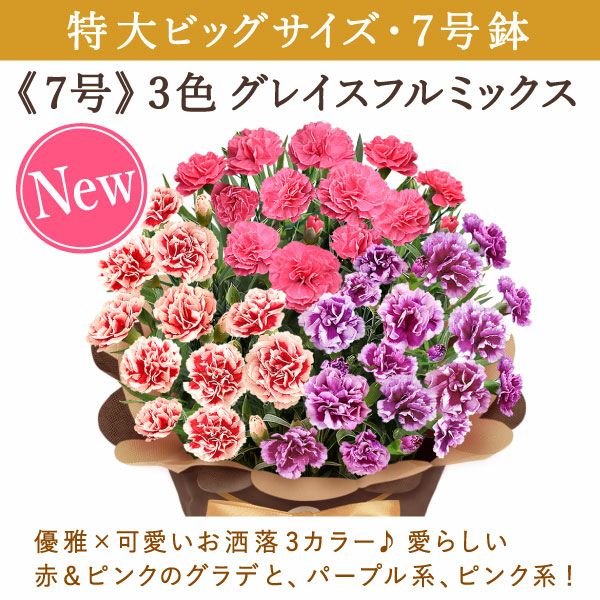 カーネーション 7号（3色ミックス）＆バウムクーヘン 母の日 プレゼント 花 生花 ギフト ミックス カラフル カーネーション 7号 特大 花鉢 寄せ植え 鉢植え 希少 ピンク 赤 黄色 色 バウムクーヘン 人気 ははの日 送料無料 スイーツ お菓子 洋菓子 ギフトセット おいもや