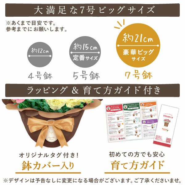 カーネーション 7号（3色ミックス）＆バウムクーヘン 母の日 プレゼント 花 生花 ギフト ミックス カラフル カーネーション 7号 特大 花鉢 寄せ植え 鉢植え 希少 ピンク 赤 黄色 色 バウムクーヘン 人気 ははの日 送料無料 スイーツ お菓子 洋菓子 ギフトセット おいもや