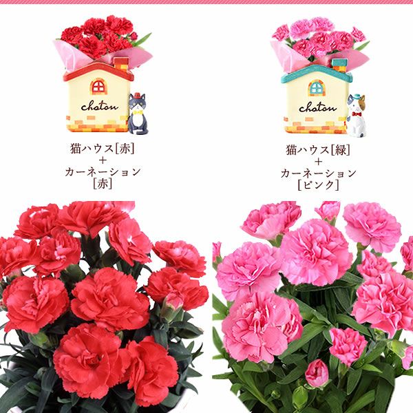 オリジナル猫ポット＆選べるカーネーションとミニバウムクーヘンセット 母の日 プレゼント 花 ギフト カーネーション ケイトウ 花鉢 鉢花 鉢植え アニマル 犬 猫 ネコ ねこ クマ くま バウムクーヘン いちご 苺 イチゴ 送料無料 スイーツ お菓子 洋菓子 ギフトセット おいもや