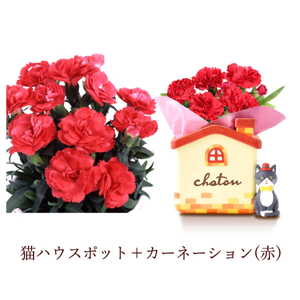 オリジナル猫ポット＆選べるカーネーションとミニバウムクーヘンセット 母の日 プレゼント 花 ギフト カーネーション ケイトウ 花鉢 鉢花 鉢植え アニマル 犬 猫 ネコ ねこ クマ くま バウムクーヘン いちご 苺 イチゴ 送料無料 スイーツ お菓子 洋菓子 ギフトセット おいもや