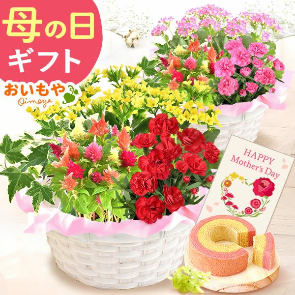母の日 プレゼント 花 生花 ギフト カーネーション カランコエ ケイトウ ヘデラ 生花 鉢植え 寄せ植え 編み籠 ポット ミックス 送料無料 スイーツ お菓子 洋菓子 ギフトセット おいもや
