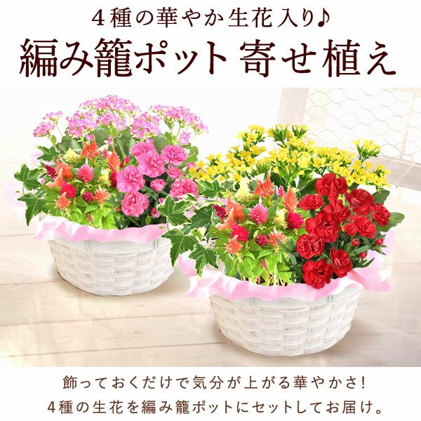母の日 プレゼント 花 生花 ギフト カーネーション カランコエ ケイトウ ヘデラ 生花 鉢植え 寄せ植え 編み籠 ポット ミックス 送料無料 スイーツ お菓子 洋菓子 ギフトセット おいもや