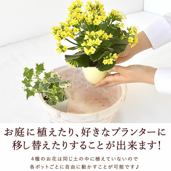 母の日 プレゼント 花 生花 ギフト カーネーション カランコエ ケイトウ ヘデラ 生花 鉢植え 寄せ植え 編み籠 ポット ミックス 送料無料 スイーツ お菓子 洋菓子 ギフトセット おいもや