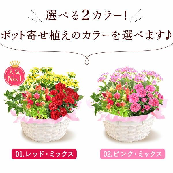 母の日 プレゼント 花 生花 ギフト カーネーション カランコエ ケイトウ ヘデラ 生花 鉢植え 寄せ植え 編み籠 ポット ミックス 送料無料 スイーツ お菓子 洋菓子 ギフトセット おいもや