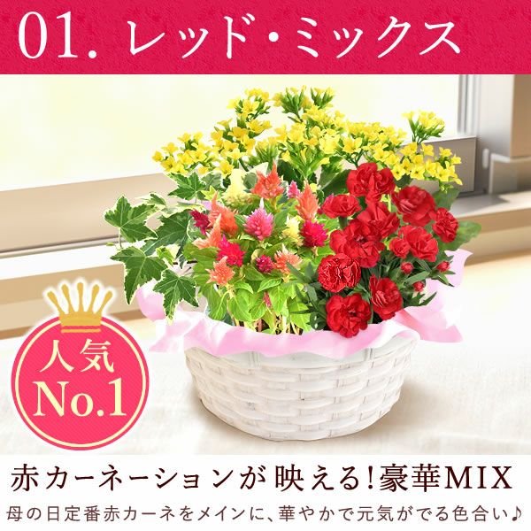 母の日 プレゼント 花 生花 ギフト カーネーション カランコエ ケイトウ ヘデラ 生花 鉢植え 寄せ植え 編み籠 ポット ミックス 送料無料 スイーツ お菓子 洋菓子 ギフトセット おいもや