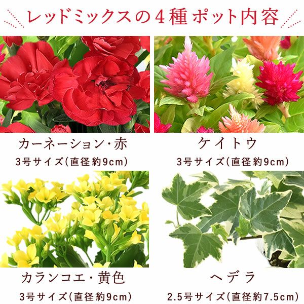 母の日 プレゼント 花 生花 ギフト カーネーション カランコエ ケイトウ ヘデラ 生花 鉢植え 寄せ植え 編み籠 ポット ミックス 送料無料 スイーツ お菓子 洋菓子 ギフトセット おいもや