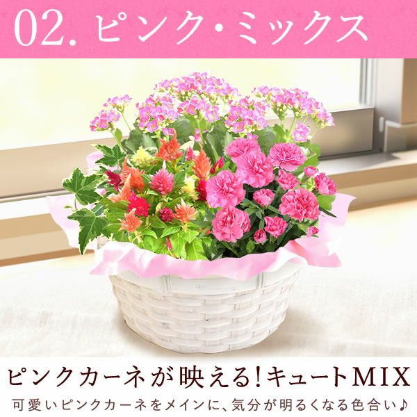 母の日 プレゼント 花 生花 ギフト カーネーション カランコエ ケイトウ ヘデラ 生花 鉢植え 寄せ植え 編み籠 ポット ミックス 送料無料 スイーツ お菓子 洋菓子 ギフトセット おいもや