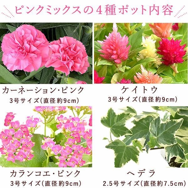 母の日 プレゼント 花 生花 ギフト カーネーション カランコエ ケイトウ ヘデラ 生花 鉢植え 寄せ植え 編み籠 ポット ミックス 送料無料 スイーツ お菓子 洋菓子 ギフトセット おいもや