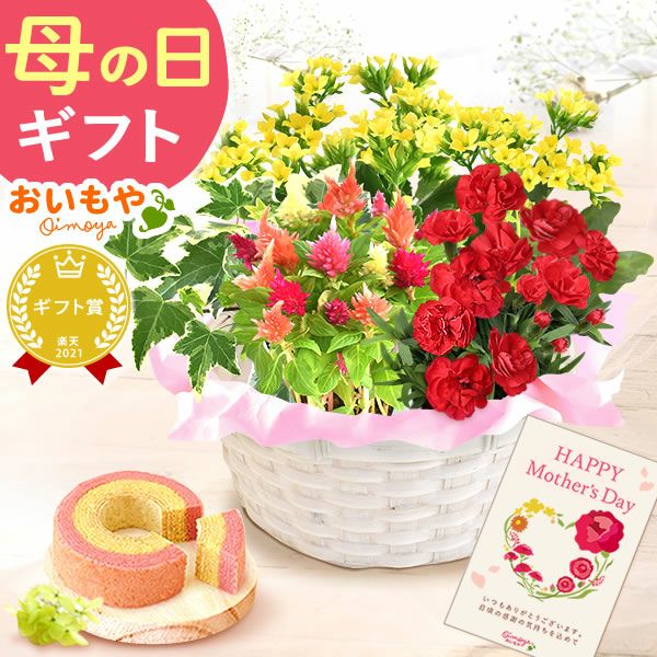 母の日 プレゼント 花 生花 ギフト カーネーション カランコエ ケイトウ ヘデラ 生花 鉢植え 寄せ植え 編み籠 ポット ミックス 送料無料 スイーツ お菓子 洋菓子 ギフトセット おいもや