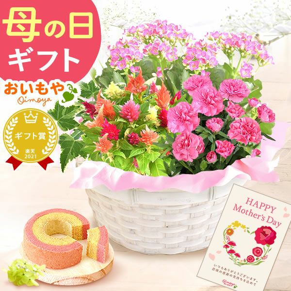 母の日 プレゼント 花 生花 ギフト カーネーション カランコエ ケイトウ ヘデラ 生花 鉢植え 寄せ植え 編み籠 ポット ミックス 送料無料 スイーツ お菓子 洋菓子 ギフトセット おいもや