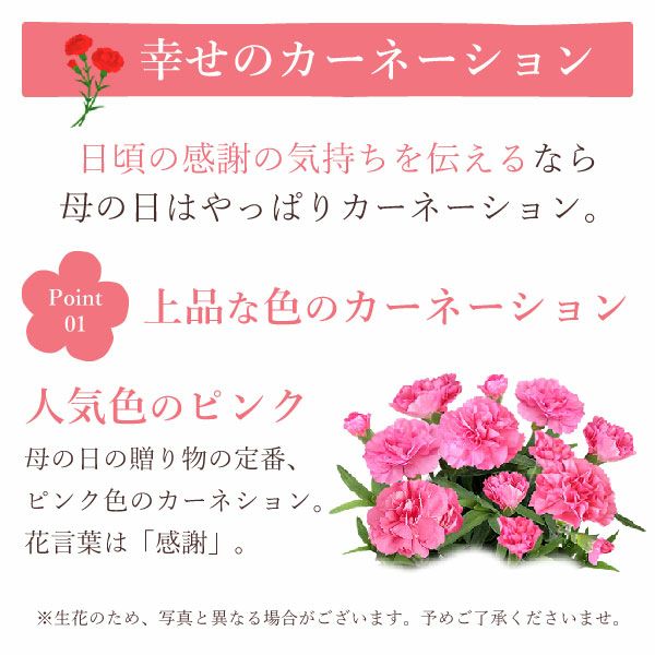 刺繍ブリキ3号カーネ【ピンク】+苺バウム 母の日 プレゼント 花 生花 ギフト 鉢植え 花鉢 お花 カーネーション 猫 ねこ ネコ 猫グッズ 動物 アニマル バウムクーヘン バウム おしゃれ 送料無料 スイーツ お菓子 洋菓子 ギフトセット