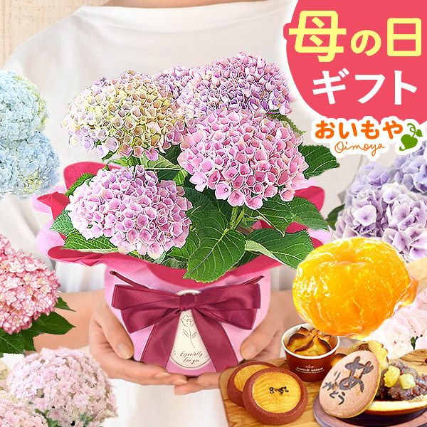 あじさい (4号) ＆選べるスイーツセット 母の日 プレゼント ははの日 花 生花 ギフト 選べる アジサイ 紫陽花 あじさい 4号 鉢花 花鉢 鉢植え 生花 どら焼き どらやき スイートポテト みかんゼリー 送料無料 スイーツ お菓子 和菓子 洋菓子 ギフトセット おいもや