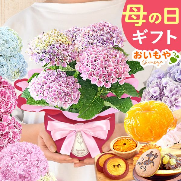 あじさい (4号) ＆選べるスイーツセット 母の日 プレゼント ははの日 花 生花 ギフト 選べる アジサイ 紫陽花 あじさい 4号 鉢花 花鉢 鉢植え 生花 どら焼き どらやき スイートポテト みかんゼリー 送料無料 スイーツ お菓子 和菓子 洋菓子 ギフトセット おいもや