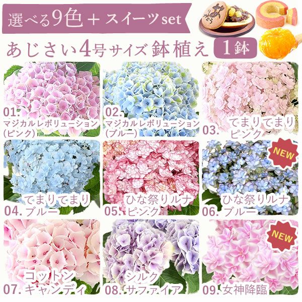 あじさい (4号) ＆選べるスイーツセット 母の日 プレゼント ははの日 花 生花 ギフト 選べる アジサイ 紫陽花 あじさい 4号 鉢花 花鉢 鉢植え 生花 どら焼き どらやき スイートポテト みかんゼリー 送料無料 スイーツ お菓子 和菓子 洋菓子 ギフトセット おいもや