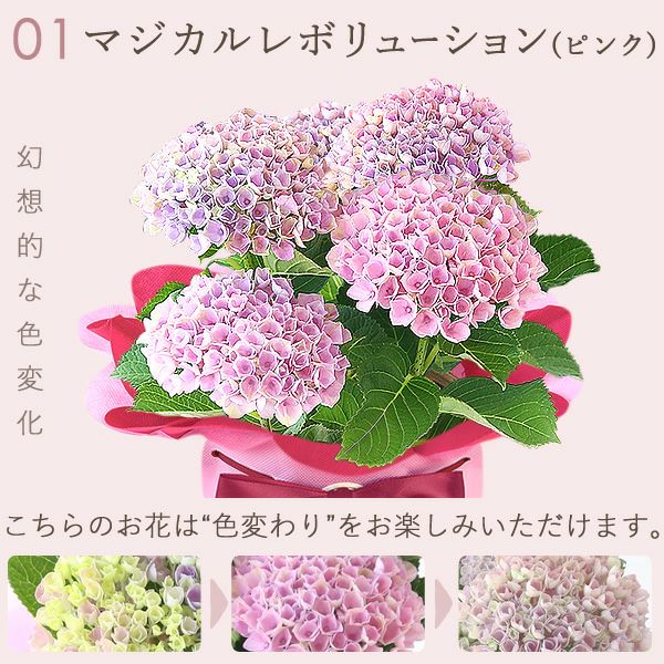 あじさい (4号) ＆選べるスイーツセット 母の日 プレゼント ははの日 花 生花 ギフト 選べる アジサイ 紫陽花 あじさい 4号 鉢花 花鉢 鉢植え 生花 どら焼き どらやき スイートポテト みかんゼリー 送料無料 スイーツ お菓子 和菓子 洋菓子 ギフトセット おいもや