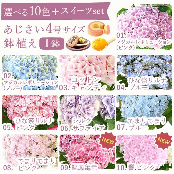 あじさい (4号) ＆選べるスイーツセット 母の日 プレゼント ははの日 花 生花 ギフト 選べる アジサイ 紫陽花 あじさい 4号 鉢花 花鉢 鉢植え 生花 どら焼き どらやき スイートポテト みかんゼリー 送料無料 スイーツ お菓子 和菓子 洋菓子 ギフトセット おいもや