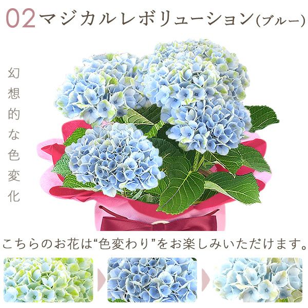 あじさい (4号) ＆選べるスイーツセット 母の日 プレゼント ははの日 花 生花 ギフト 選べる アジサイ 紫陽花 あじさい 4号 鉢花 花鉢 鉢植え 生花 どら焼き どらやき スイートポテト みかんゼリー 送料無料 スイーツ お菓子 和菓子 洋菓子 ギフトセット おいもや