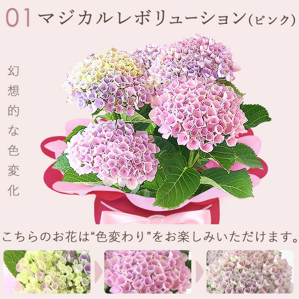 あじさい (4号) ＆選べるスイーツセット 母の日 プレゼント ははの日 花 生花 ギフト 選べる アジサイ 紫陽花 あじさい 4号 鉢花 花鉢 鉢植え 生花 どら焼き どらやき スイートポテト みかんゼリー 送料無料 スイーツ お菓子 和菓子 洋菓子 ギフトセット おいもや