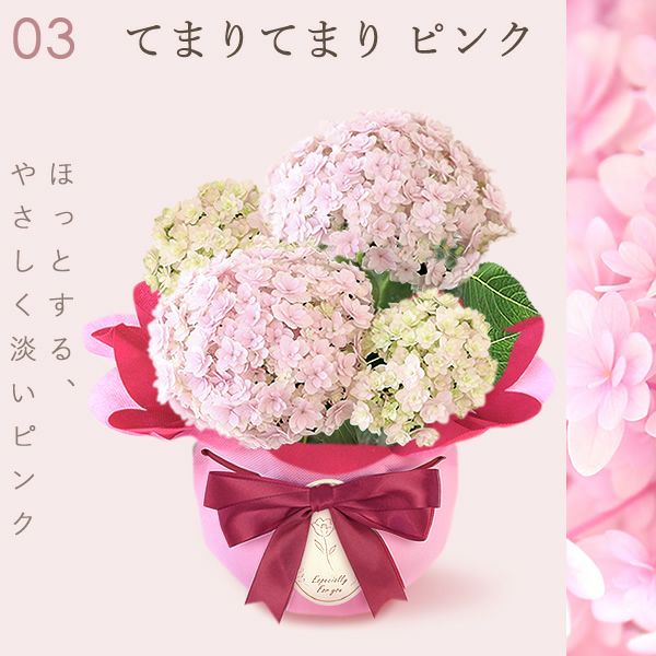 あじさい (4号) ＆選べるスイーツセット 母の日 プレゼント ははの日 花 生花 ギフト 選べる アジサイ 紫陽花 あじさい 4号 鉢花 花鉢 鉢植え 生花 どら焼き どらやき スイートポテト みかんゼリー 送料無料 スイーツ お菓子 和菓子 洋菓子 ギフトセット おいもや