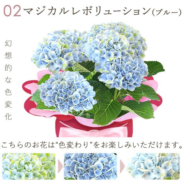 あじさい (4号) ＆選べるスイーツセット 母の日 プレゼント ははの日 花 生花 ギフト 選べる アジサイ 紫陽花 あじさい 4号 鉢花 花鉢 鉢植え 生花 どら焼き どらやき スイートポテト みかんゼリー 送料無料 スイーツ お菓子 和菓子 洋菓子 ギフトセット おいもや