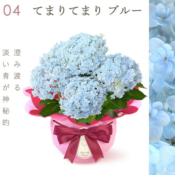 あじさい (4号) ＆選べるスイーツセット 母の日 プレゼント ははの日 花 生花 ギフト 選べる アジサイ 紫陽花 あじさい 4号 鉢花 花鉢 鉢植え 生花 どら焼き どらやき スイートポテト みかんゼリー 送料無料 スイーツ お菓子 和菓子 洋菓子 ギフトセット おいもや